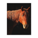 Red Horse II Gifts Postcards