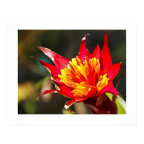 Red Hot Bromeliad Print