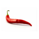 Red Hot Chilli Pepper Poster posters