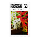Red Hot Heliconias postage