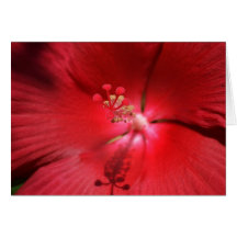 Red Hot Hibiscus Greeting Card