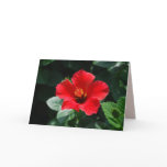 Red Hot Hibiscus Happy Birthday Cards