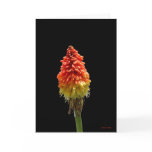 Red Hot Poker Card