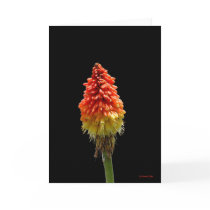 Red Hot Poker Card
