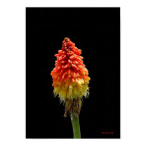 Red Hot Poker posters