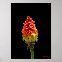 Red Hot Poker Poster
