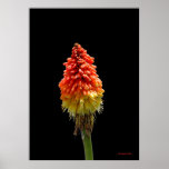 Red Hot Poker posters