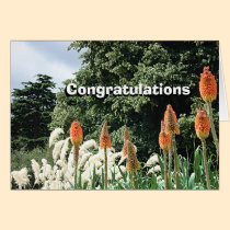 Red Hot Pokers and Savanna Wind Grass Card