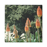 Red Hot Pokers and Savanna Wind Grass Magnet