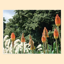 Red Hot Pokers and Savanna Wind Grass Postcard
