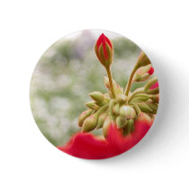 Red hydrangeas buds buttons by toots1 Red hydrangeas buds buttons