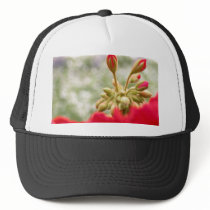 Red hydrangeas buds hats by toots1 Red hydrangeas buds hats