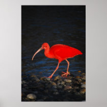 Red Ibis posters