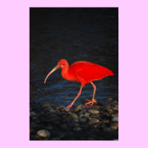 Red Ibis posters