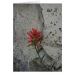 Red Indian Paintbrush Flower Greeting Cards