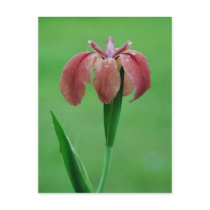 Red Iris Postcard