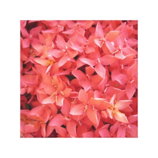 Red Ixora Flower