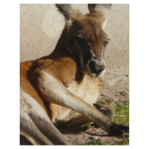 red kangaroo flyers
