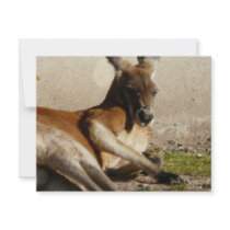red kangaroo invitations