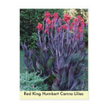Red King Humbert Canna Lilies Post Card