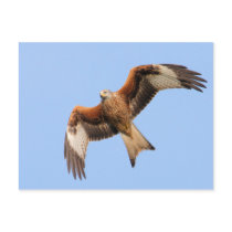 Red Kite Postcard