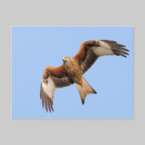 Red Kite Postcard by Welshpixels Red Kite Postcard