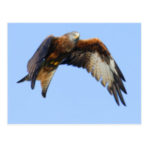 Red Kite Postcards