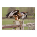 Red Kite posters
