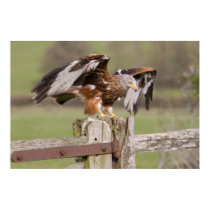 Red Kite posters by cARTerART Red Kite posters