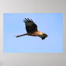 Red Kite Print