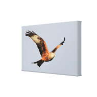 Red Kite Wrapped Canvas wrappedcanvas