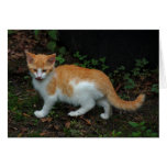 Red Kitten Greeting Card