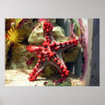 Red Knobbed Starfish - Incredible Shot Print
