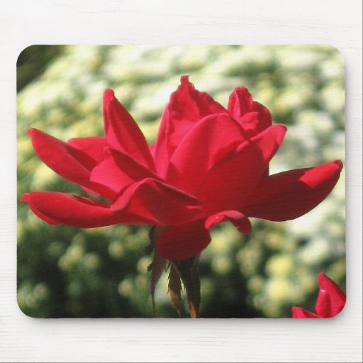 RED KNOCK OUT ROSE mousepad