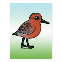 Red Knot Postcards