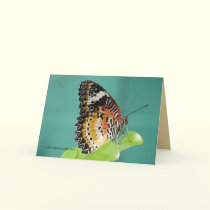 Red Lacewing Buterfly cards by MoiraAshleigh Red Lacewing Buterfly cards