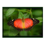 Red Lacewing Post Cards