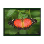 Red Lacewing Post Cards