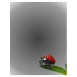 Red Lady Bug On Leaf - B&W Fading Background letterhead