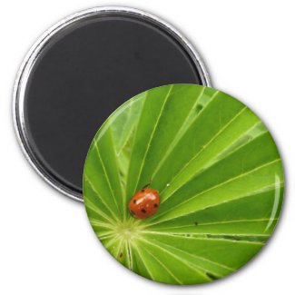 Red Ladybird on Lupin Leaf Magnet