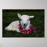 Red Lamb flowers Poster