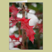 Red Leaf cards by tina626 Red Leaf cards