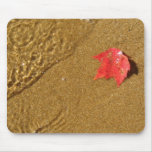 Red Leaf on Sand Red Leaf on Sand
