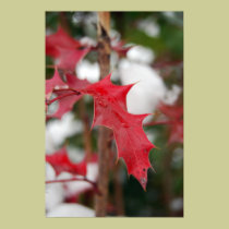 Red Leaf posters