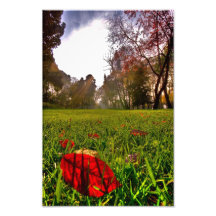 Red Leaf Under The Hot Autumn Sun Photo Art