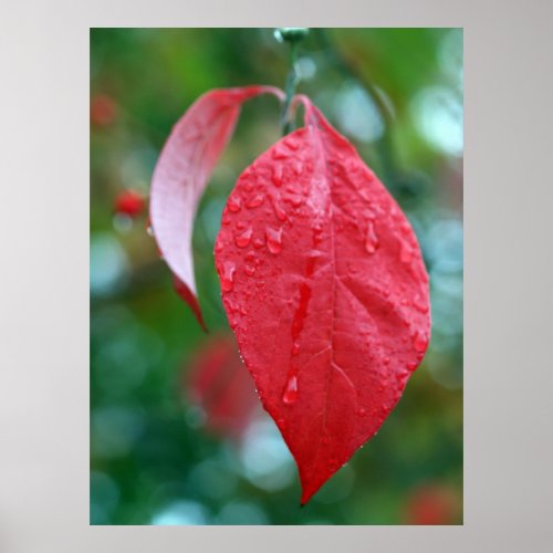 Red Leaf with rain drops against green background print