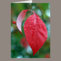 Red Leaf with rain drops cards by jeffwqc Red Leaf with rain drops cards