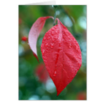 Red Leaf with rain drops Greeting Card