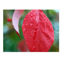 Red Leaf with rain drops Postcard