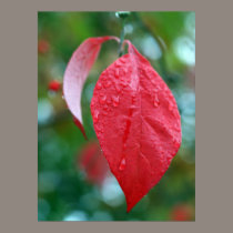 Red Leaf with Raindrops posters by jeffwqc Red Leaf with Raindrops posters